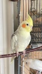 Lost Male Bird last seen Forley Street, Queens, NY 11373