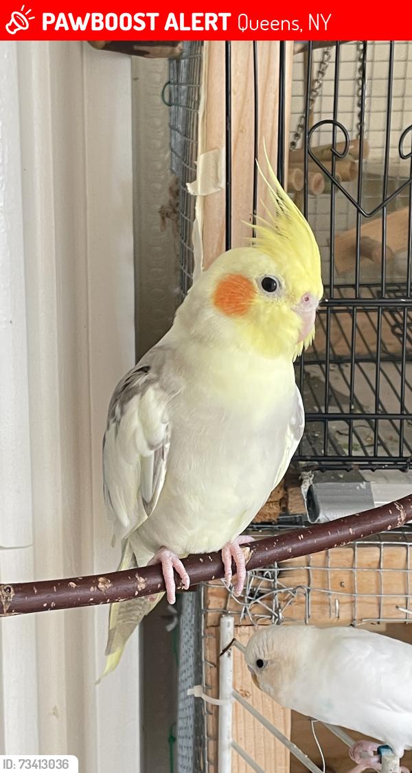 Lost Male Bird last seen Forley Street, Queens, NY 11373