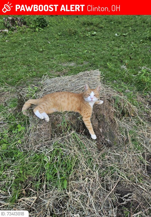 Lost Male Cat last seen Mount Pleasant St NW and Caribou St, Clinton, OH 44216
