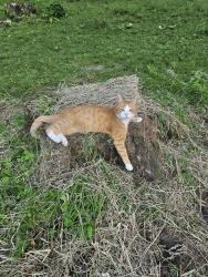 Lost Male Cat last seen Mount Pleasant St NW and Caribou St, Clinton, OH 44216