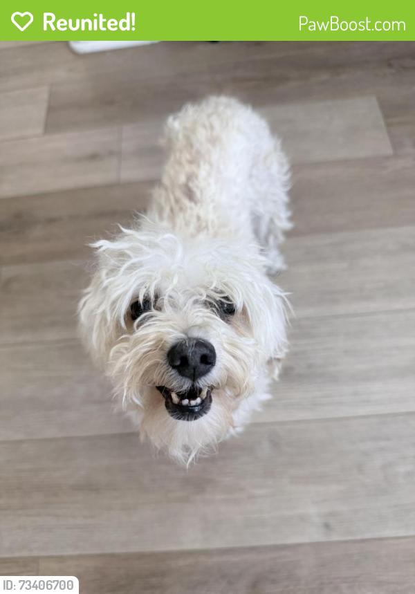 Reunited Female Dog last seen Taco Bell off Briggs/Winchester, Murrieta, CA 92563