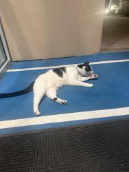 Found/Stray Unknown Cat last seen INPOWERIQ Performance Center, McKinney, TX 75070