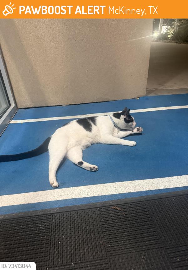 Found/Stray Unknown Cat last seen INPOWERIQ Performance Center, McKinney, TX 75070
