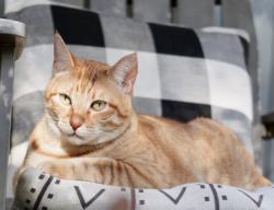 Lost Male Cat last seen North ave and Melru Lane, Escondido, CA 92026