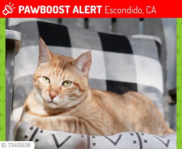 Lost Male Cat last seen North ave and Melru Lane, Escondido, CA 92026