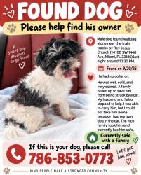 Found/Stray Male Dog last seen Near train tracks by 14100 SW 144th Ave, Miami, FL 33186