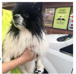 Reunited Male Dog last seen Woodhill Drive and Lexington Ave, Roseville. MN 55113, Roseville, MN 55113