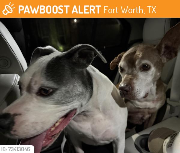 Found/Stray Unknown Dog last seen Crawford Farms area, Fort Worth, TX 76244