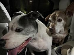 Found/Stray Unknown Dog last seen Crawford Farms area, Fort Worth, TX 76244
