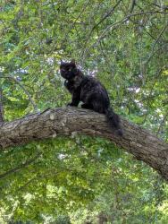 Lost Female Cat last seen State rd and Horton rd, Goodrich, MI 48438