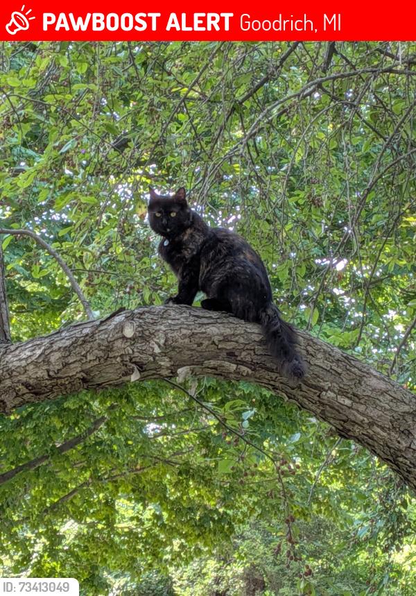 Lost Female Cat last seen State rd and Horton rd, Goodrich, MI 48438