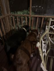 Found/Stray Male Dog last seen Around Meadowbrook, Birmingham, AL 35242