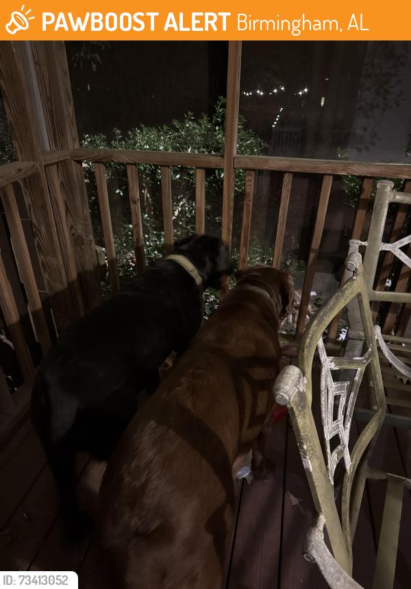 Found/Stray Male Dog last seen Around Meadowbrook, Birmingham, AL 35242