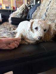 Lost Female Dog last seen I last saw her at my hse, but she disappeared., Yucca Valley, CA 92284