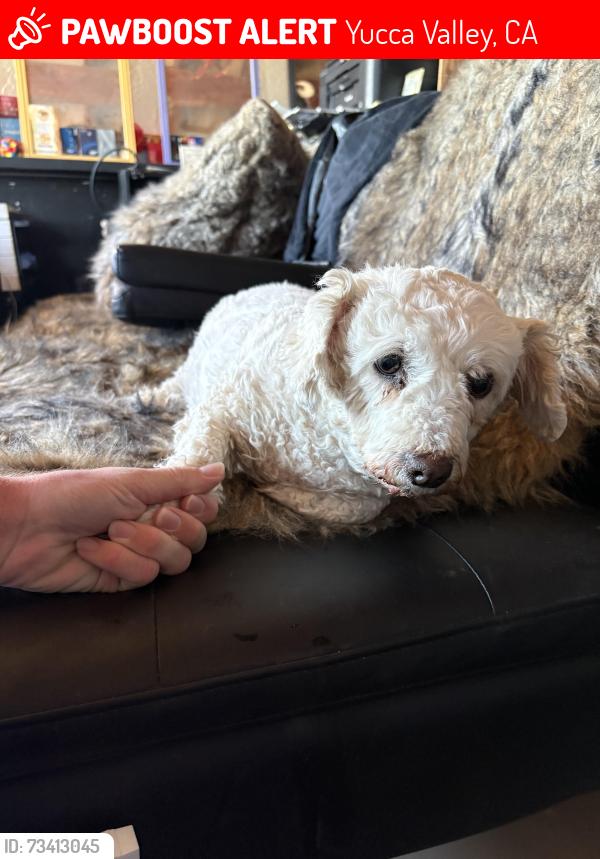 Lost Female Dog last seen I last saw her at my hse, but she disappeared., Yucca Valley, CA 92284