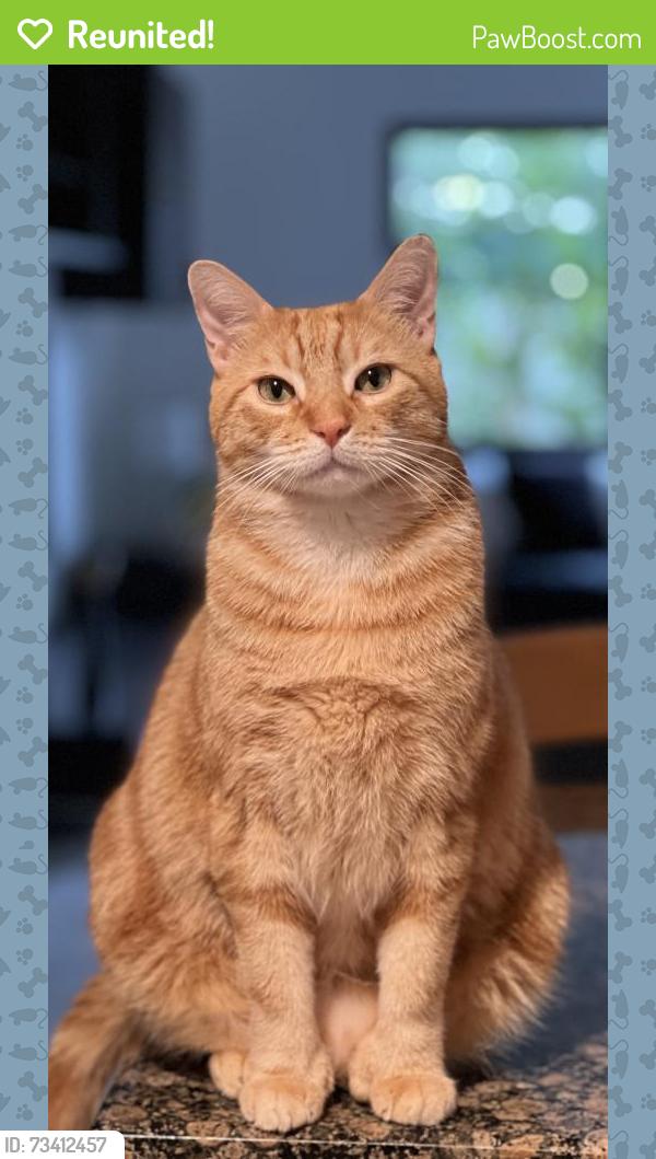 Reunited Male Cat last seen NE 18th Place & NE 213th Lane, Miami, FL 33179