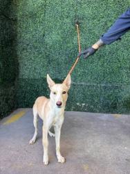 Shelter Stray Female Dog last seen Near e 9 st, CITY of El Paso, TX, 5001 Fred Wilson Ave, El Paso, TX 79906, USA