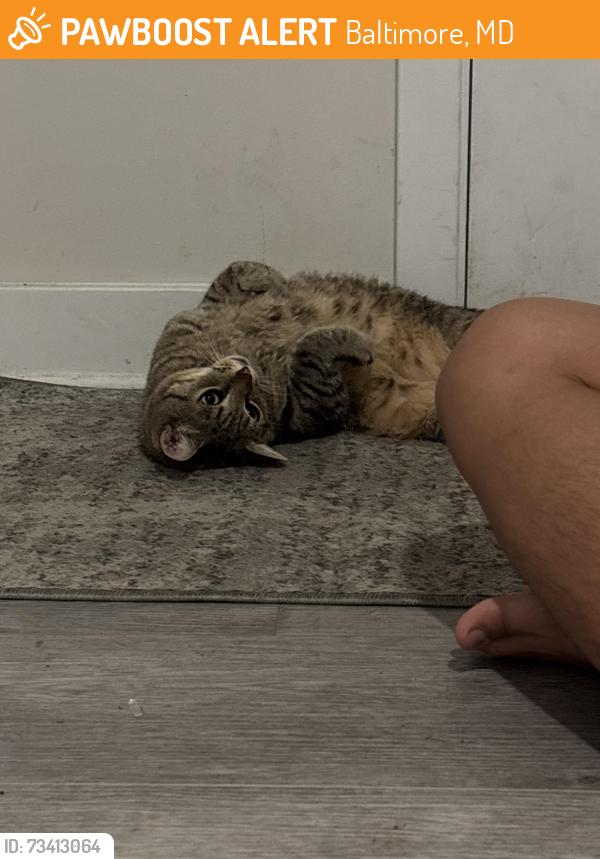 Found/Stray Female Cat last seen Eager Park, Baltimore, MD 21213
