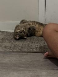 Found/Stray Female Cat last seen Eager Park, Baltimore, MD 21213