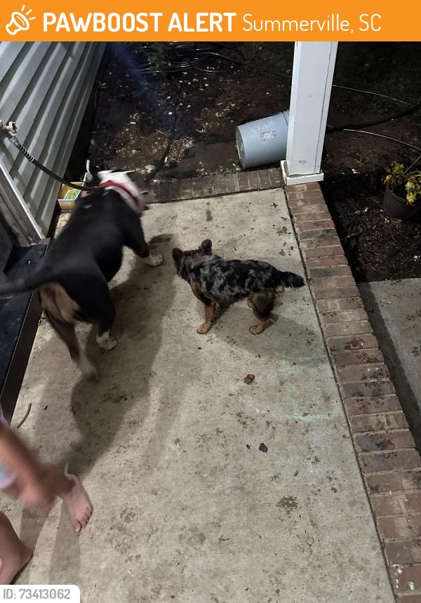 Found/Stray Female Dog last seen Owens street, Summerville, SC 29485