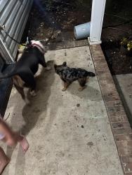 Found/Stray Female Dog last seen Owens street, Summerville, SC 29485