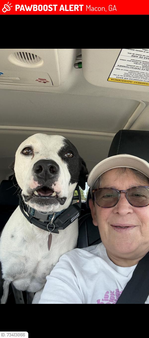 Lost Male Dog last seen Sardis church, Macon, GA 31216