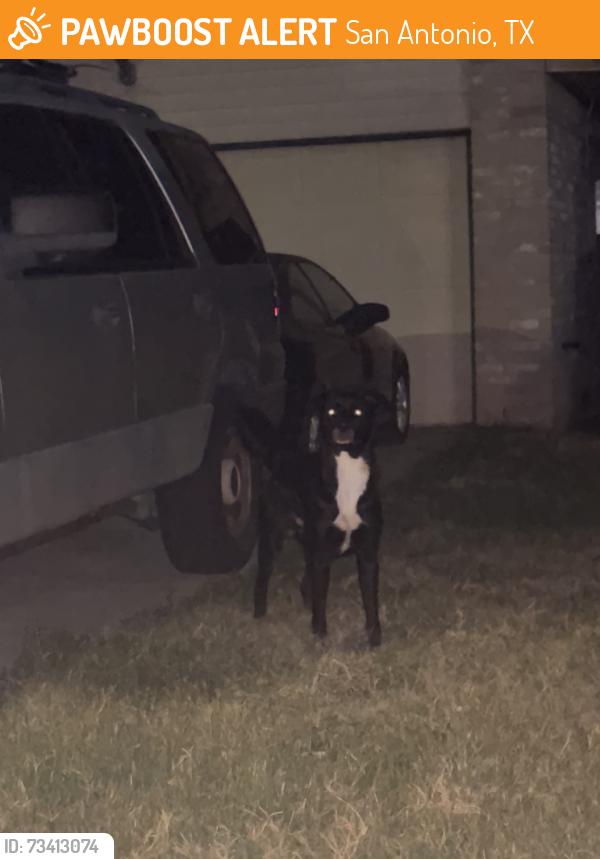 Found/Stray Unknown Dog last seen dover ridge, San Antonio, TX 78250