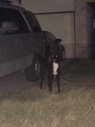 Found/Stray Unknown Dog last seen dover ridge, San Antonio, TX 78250