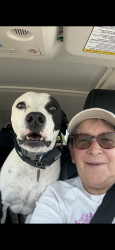 Lost Male Dog last seen Sardis church, Macon, GA 31216