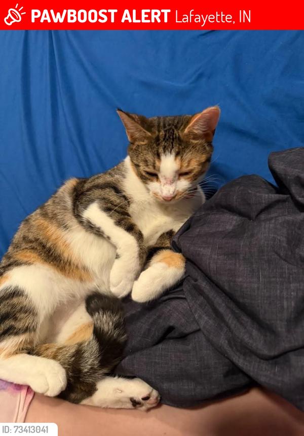 Lost Female Cat last seen Arni’s, Lafayette, IN 47904