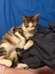 Lost Female Cat last seen Arni’s, Lafayette, IN 47904
