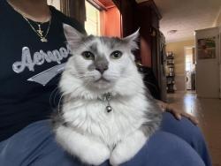 Lost Male Cat last seen Near Plantation Ct in Lawrenceville, Lawrenceville, GA 30044