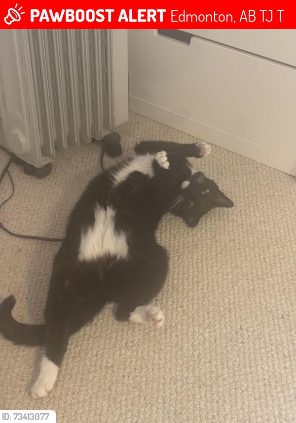 Lost Male Cat last seen 124st and 28 ave, Edmonton, AB T6J 4T2