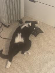 Lost Male Cat last seen 124st and 28 ave, Edmonton, AB T6J 4T2
