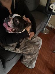 Found/Stray Male Dog last seen Near Rosa rd and 198th, Aloha, OR 97007