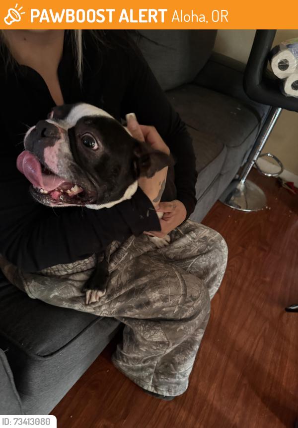 Found/Stray Male Dog last seen Near Rosa rd and 198th, Aloha, OR 97007