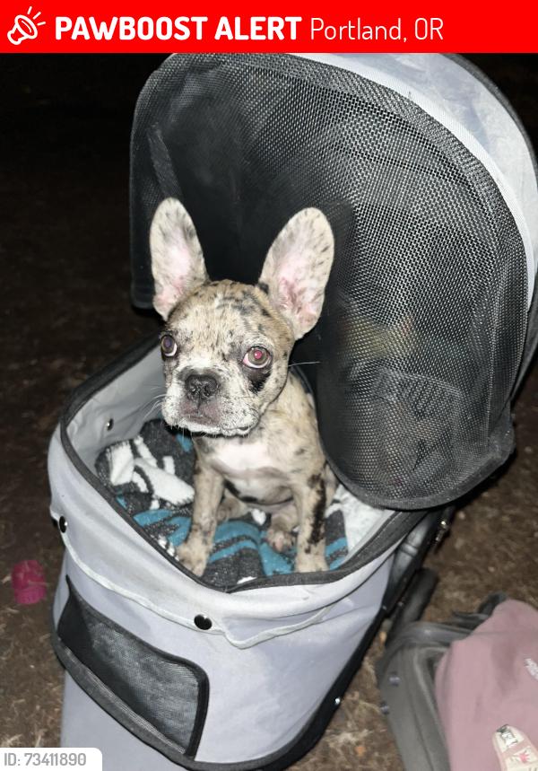 Lost Female Dog last seen 3rd and Alder Portland Oregon, Portland, OR 97204