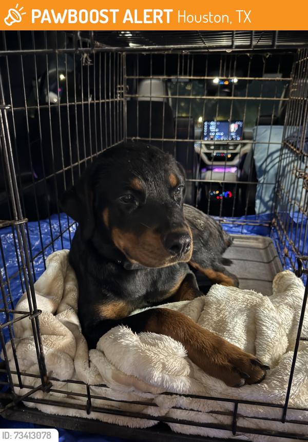 Found/Stray Female Dog last seen Huntington ests & W. Club., Houston, TX 77099