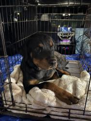 Found/Stray Female Dog last seen Huntington ests & W. Club., Houston, TX 77099