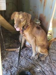 Found/Stray Female Dog last seen Harvest Bend Subdivision, Fleming Island, FL 32003