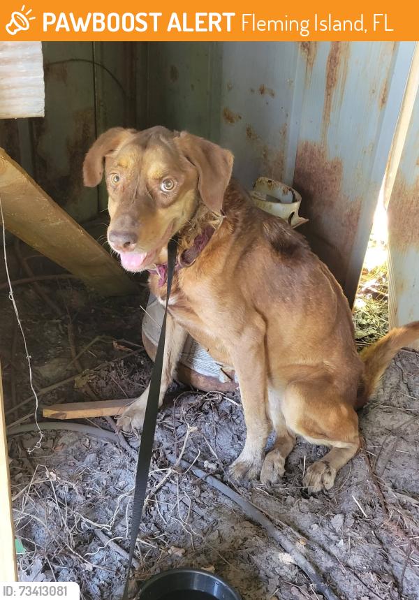 Found/Stray Female Dog last seen Harvest Bend Subdivision, Fleming Island, FL 32003