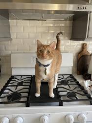 Lost Male Cat last seen Becker, Oakville, MO 63129