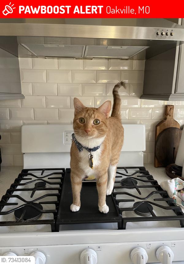 Lost Male Cat last seen Becker, Oakville, MO 63129