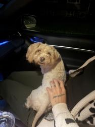 Found/Stray Female Dog last seen Southside & Mae Rose Drive, Valley Springs, SD 57068