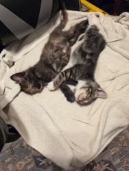 Shelter Stray Female Cat last seen Deep Dell Road, San Diego, CA, 92114, 5500 Gaines St, San Diego, CA 92110, USA