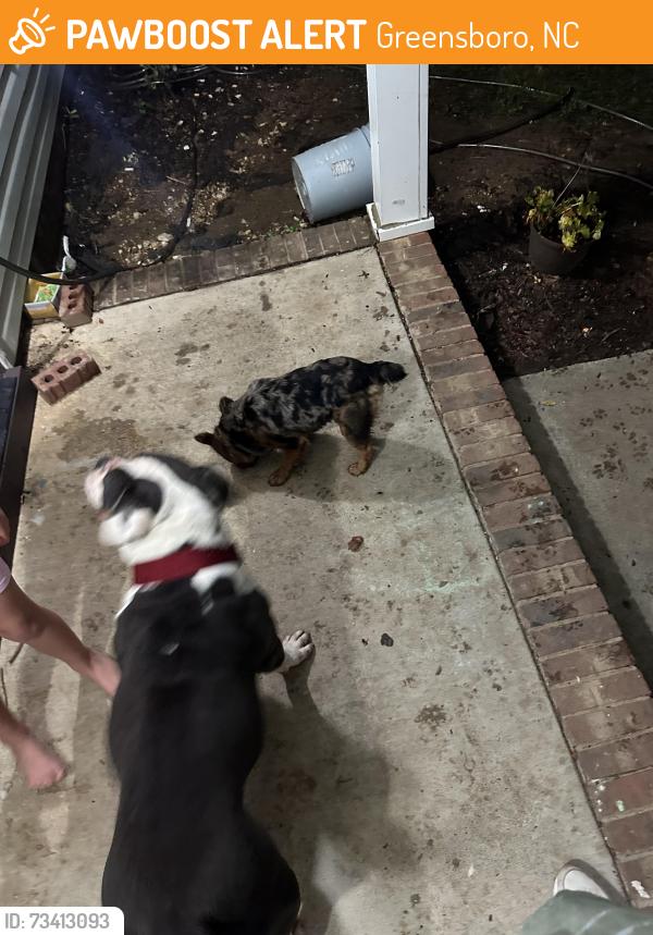 Found/Stray Female Dog last seen Owens st, Greensboro, NC 27405
