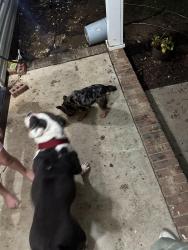Found/Stray Female Dog last seen Owens st, Greensboro, NC 27405