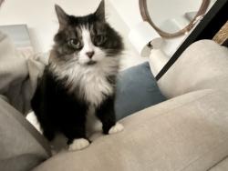 Lost Female Cat last seen Goldie’s donuts, Cleveland, OH 44113