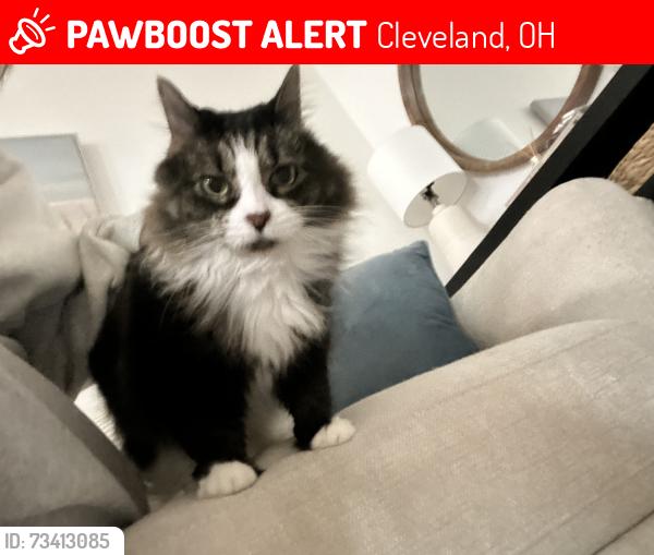 Lost Female Cat last seen Goldie’s donuts, Cleveland, OH 44113