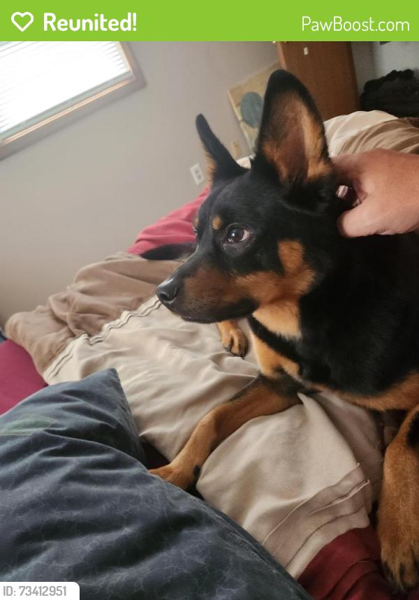 Reunited Male Dog last seen Farmington and hillside dr, Jacobus, PA 17407